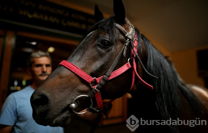 Bursa'da 'Baba Mevlüt' ve 'Kurtel' isimli aygırlar, babaları Caş ve Bilgin'in yolundan gidiyor