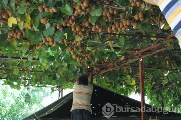 Rus turistler kivi hasadına katıldı