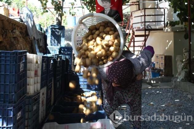 Rus turistler kivi hasadına katıldı