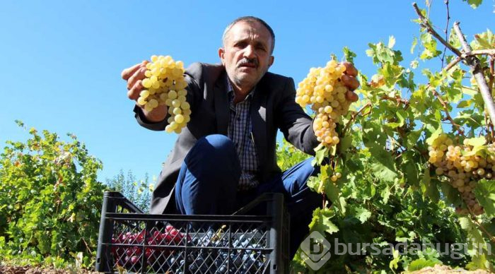 Üzümün cevizle buluştuğu lezzet: Orcik