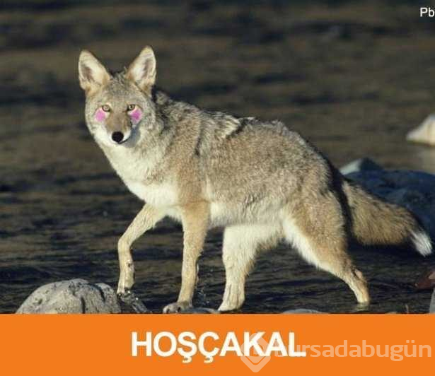 En sinir bozucu espriler