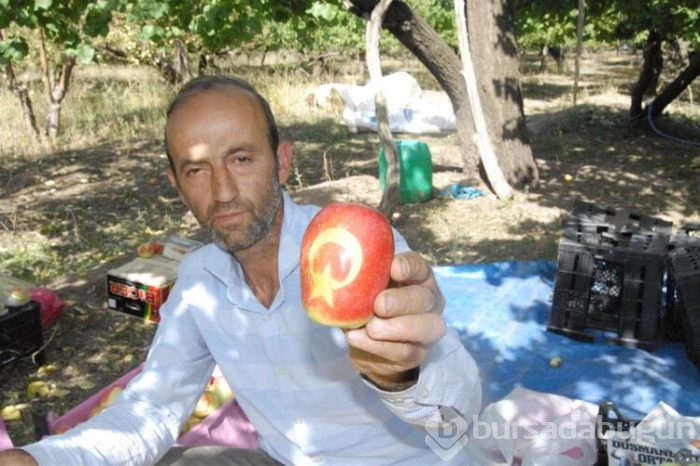 Uzun elma satışa sunuldu