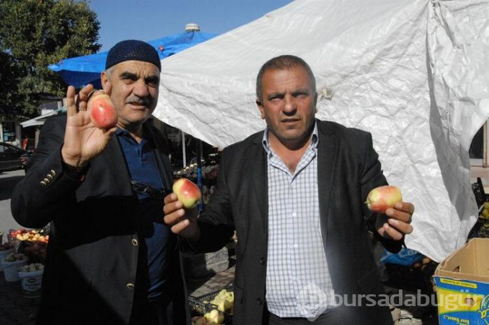 Uzun elma satışa sunuldu