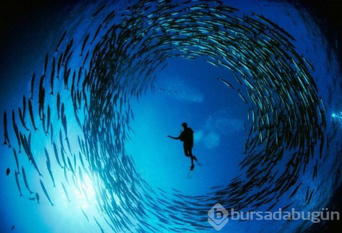 Dünyanın su altı harikaları