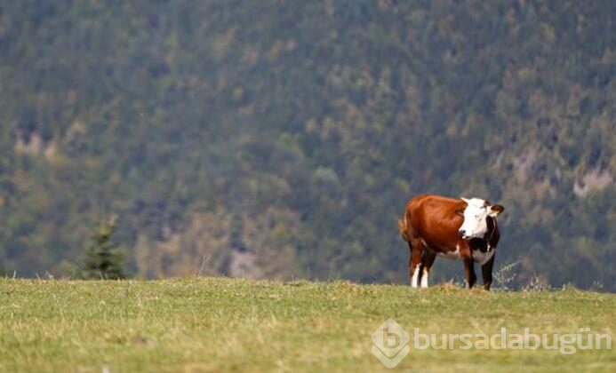 Batı Karadeniz sarı ve kahverengiye büründü