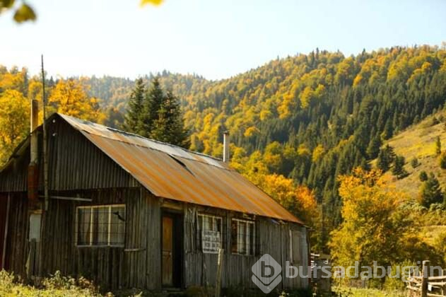 Batı Karadeniz sarı ve kahverengiye büründü