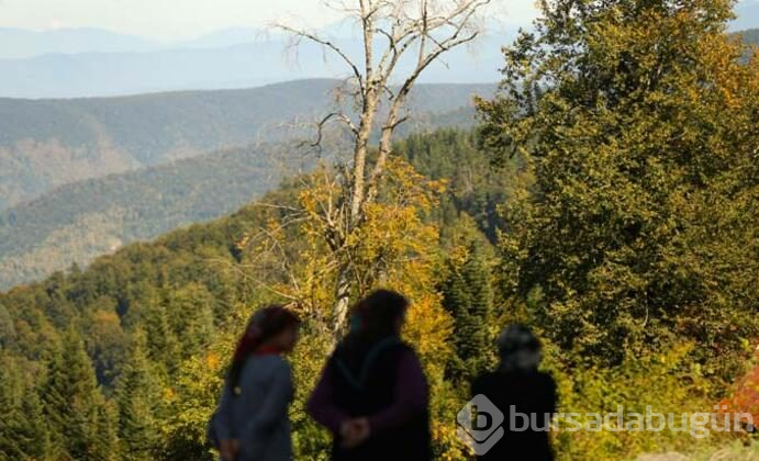 Batı Karadeniz sarı ve kahverengiye büründü