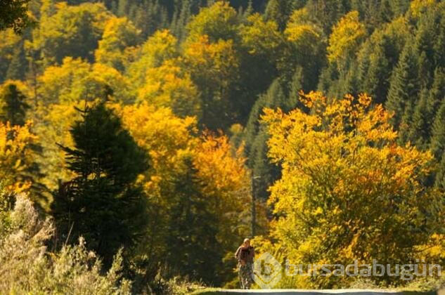 Batı Karadeniz sarı ve kahverengiye büründü