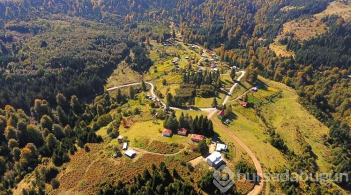 Batı Karadeniz sarı ve kahverengiye büründü