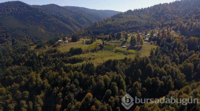 Batı Karadeniz sarı ve kahverengiye büründü