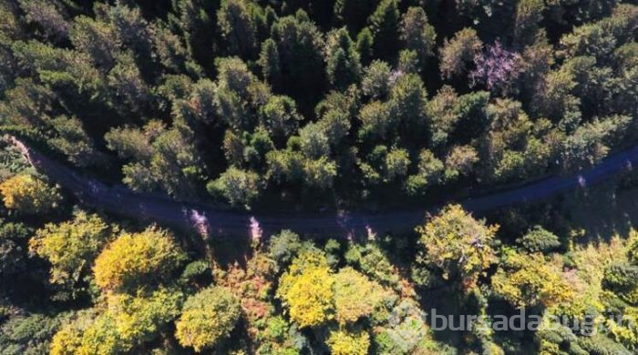 Batı Karadeniz sarı ve kahverengiye büründü