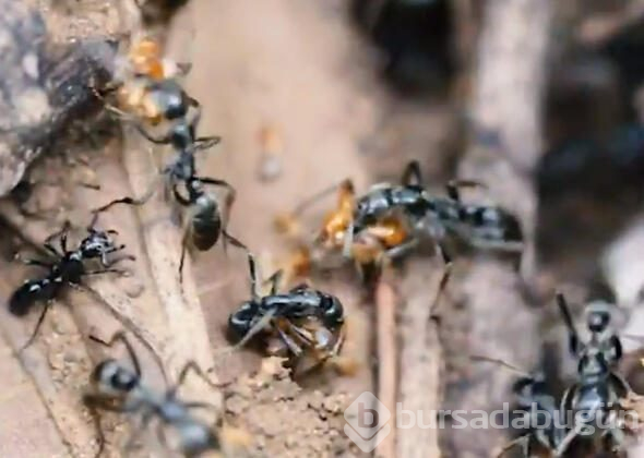 Karıncalar savaştan sonra birbirlerini tedavi etmeye çalıştılar 