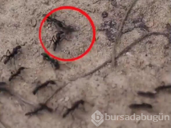 Karıncalar savaştan sonra birbirlerini tedavi etmeye çalıştılar 