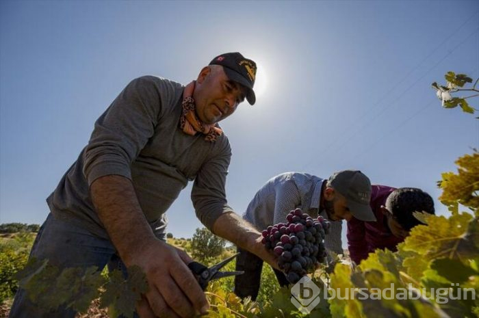 Mezrone cinsi üzümün hasadı başladı 