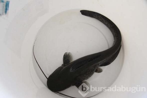 20 bin balık kaynağa bırakılacak