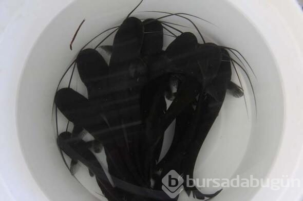 20 bin balık kaynağa bırakılacak