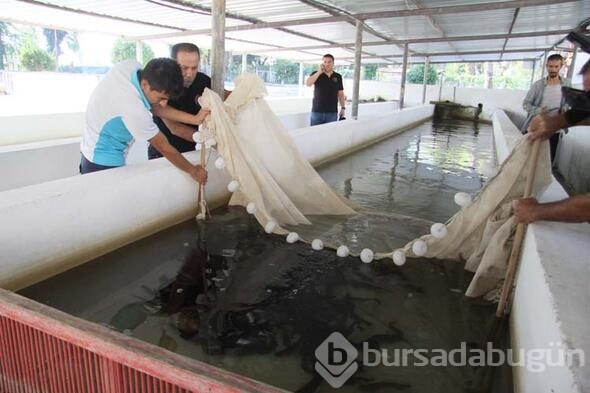 20 bin balık kaynağa bırakılacak