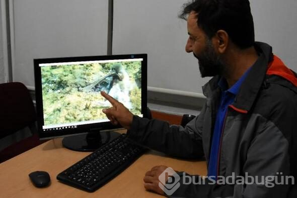 Ahtapot kendisinden 4 kat büyüklükteki tavşanı yedi