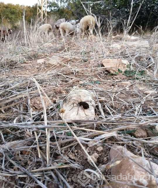 En tehlikeli 9 örümcekten biri Bilecik'te!