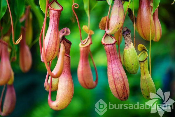 Etobur bitki çeşitleri