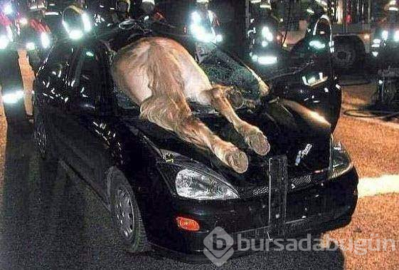 Yok artık diyeceğiniz fotoğraflar