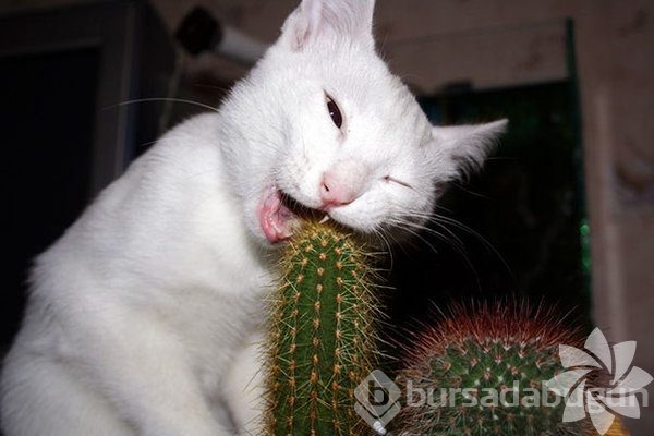 Hayvanların komik halleri 