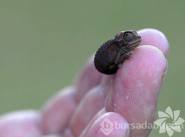 Merhaba dünya! Hayvanların bebeklik halleri