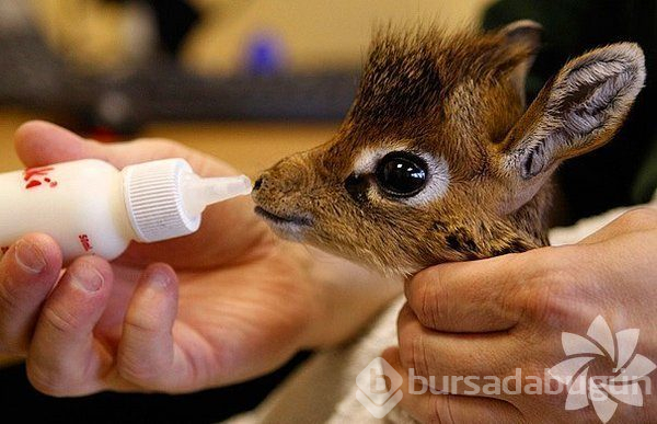 Merhaba dünya! Hayvanların bebeklik halleri