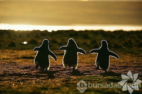 Merhaba dünya! Hayvanların bebeklik halleri