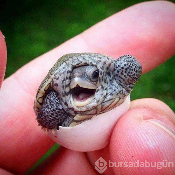 Merhaba dünya! Hayvanların bebeklik halleri