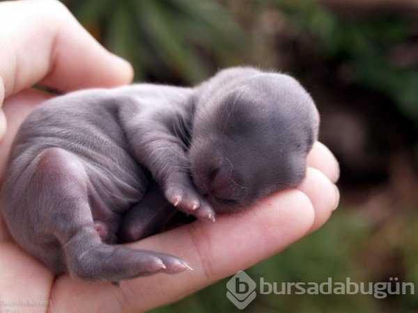 Merhaba dünya! Hayvanların bebeklik halleri