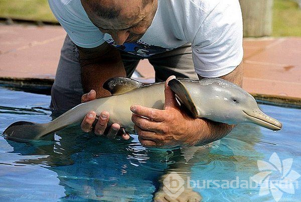 Merhaba dünya! Hayvanların bebeklik halleri