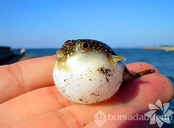 Merhaba dünya! Hayvanların bebeklik halleri