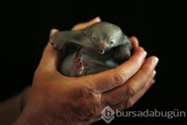 Merhaba dünya! Hayvanların bebeklik halleri