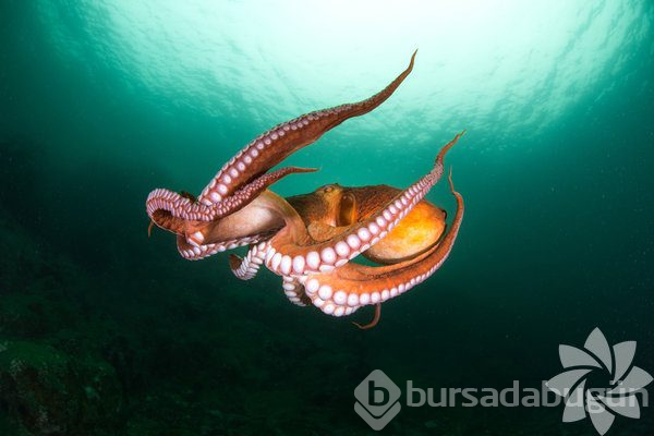 Dünya ile ilgili birbirinden ilginç bilgiler!