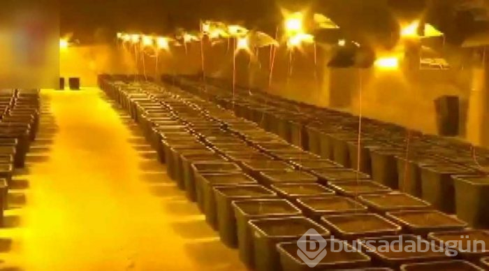 Duştan uyuşturucu tarlasına...