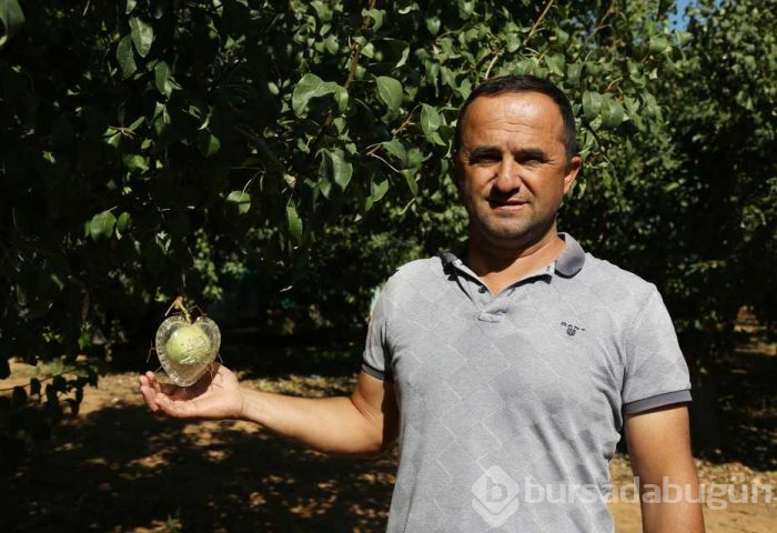 Kalp şeklindeki armuda büyük ilgi!