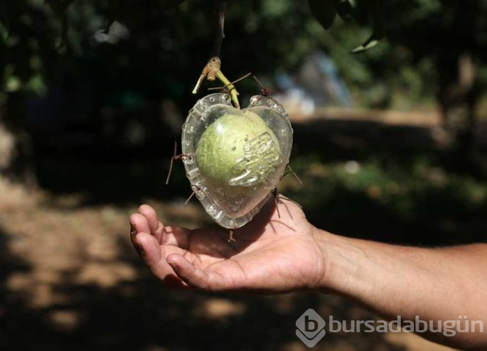 Kalp şeklindeki armuda büyük ilgi!