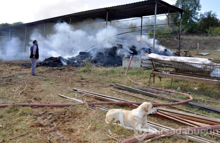 Anne köpek, yavrularının kurtarılmasını böyle bekledi