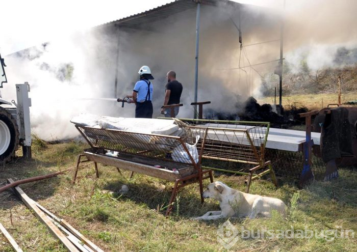Anne köpek, yavrularının kurtarılmasını böyle bekledi