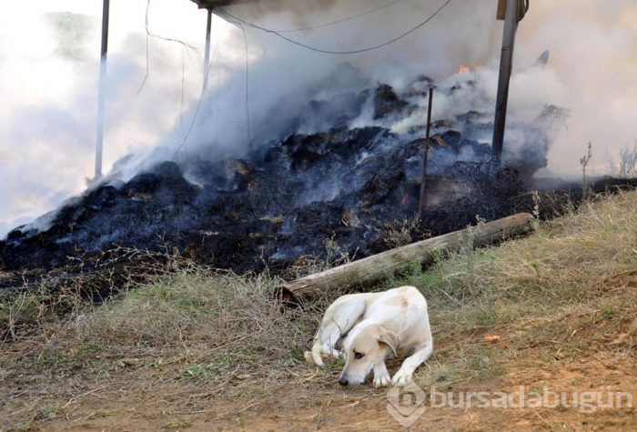 Anne köpek, yavrularının kurtarılmasını böyle bekledi