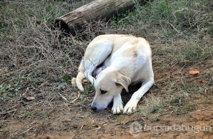Anne köpek, yavrularının kurtarılmasını böyle bekledi