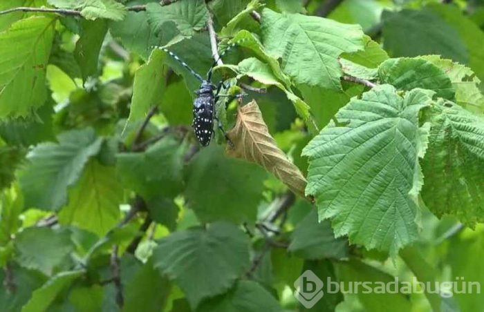 Fındıkta 'Drakula' böceği tehlikesi!