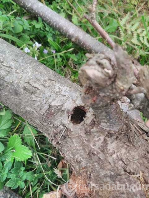 Fındıkta 'Drakula' böceği tehlikesi!