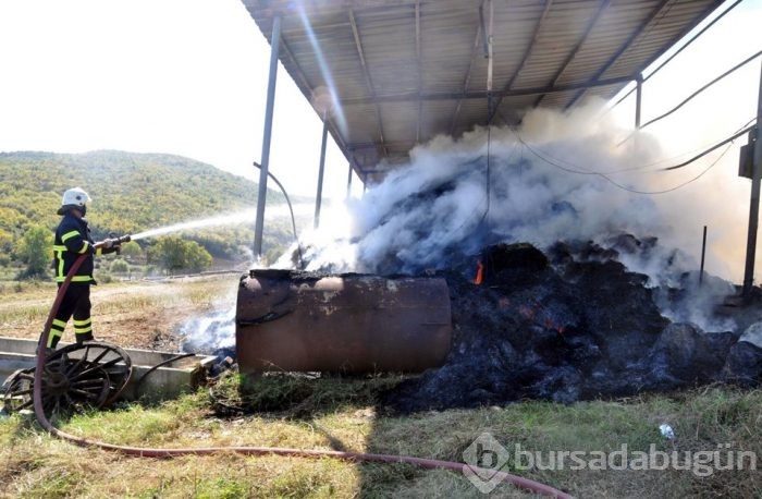 Yavrularının öldüğü yerden kalkmadı!