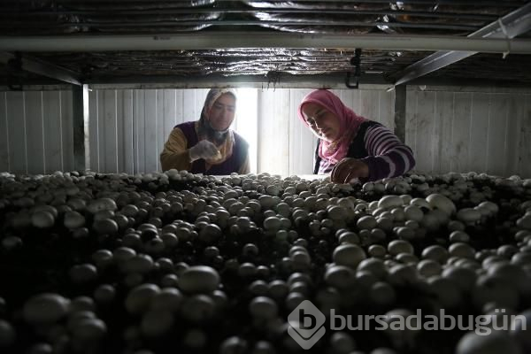 Türkiye'de üretilenin yüzde 54'ü burada yetiştiriliyor!