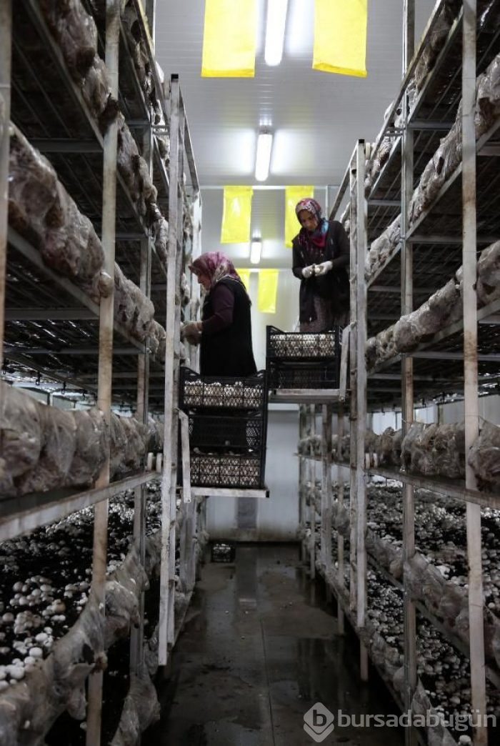 Türkiye'de üretilenin yüzde 54'ü burada yetiştiriliyor!