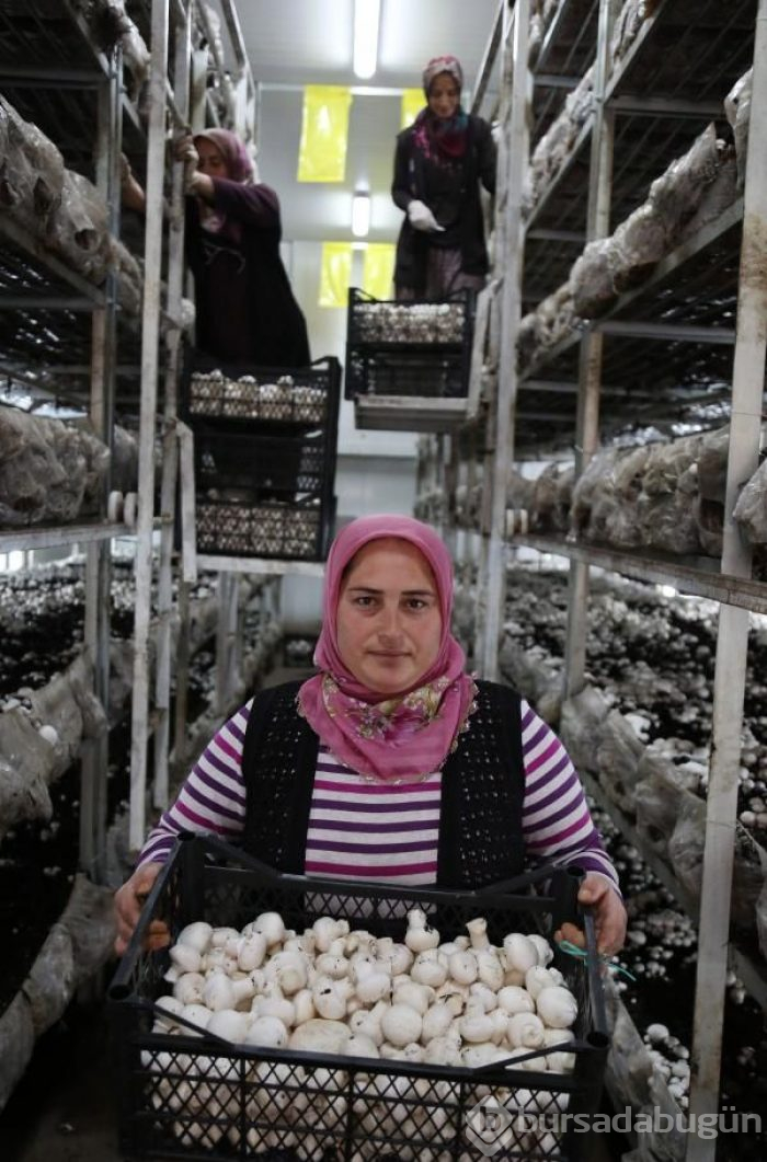 Türkiye'de üretilenin yüzde 54'ü burada yetiştiriliyor!