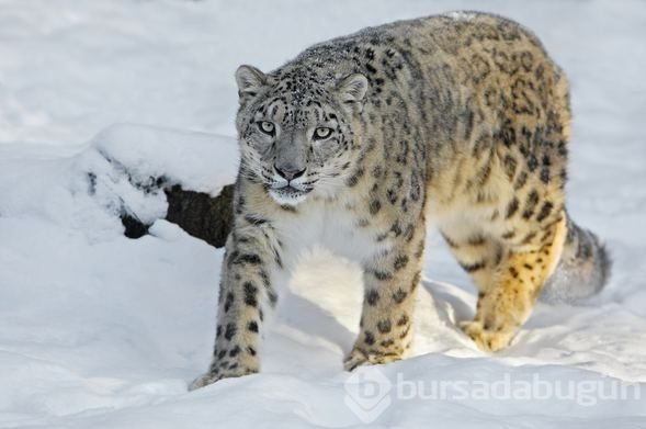 Dünyanın en gizemli hayvanı: Kar Leoparı