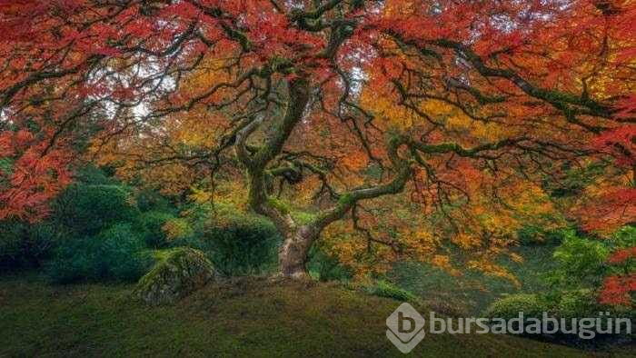 Gerçek olduğuna inanamayacağınız hilesiz fotoğraflar